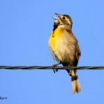 Dickcissel bird calling on wire