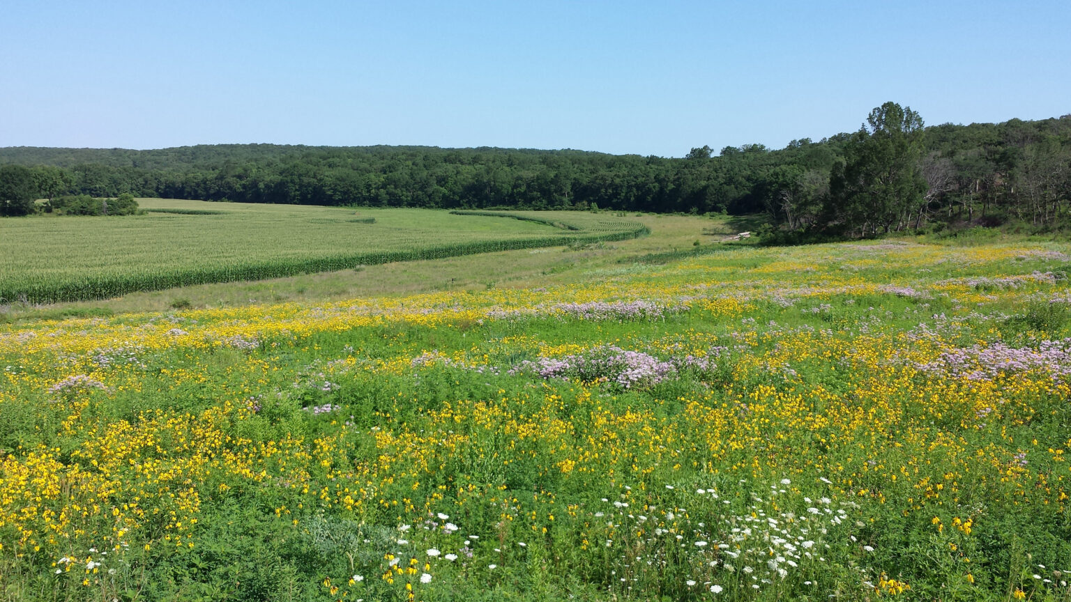 Welcome to the 2024 Midwest Grasslands Summit Webpage! - Midwest ...