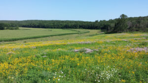 Prairie strips in agricultural field.